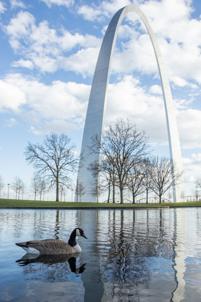 A goose swimming in front of the gateway arch.