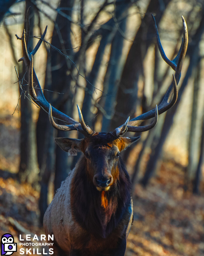 photo of an elk at 200mm canon R5 with RF 70-200