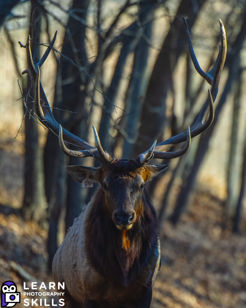photo of an elk at 200mm canon R5 with RF 70-200